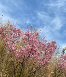 桜は今が見頃です。